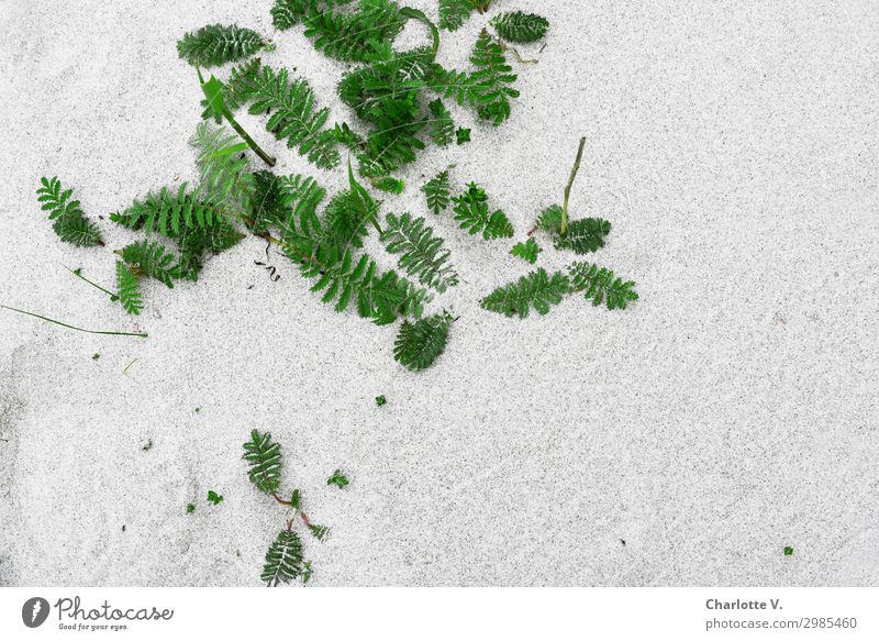 Sandgewächs Umwelt Natur Pflanze Farn Blatt Strand Ostsee Meer Wachstum ästhetisch einfach elegant frisch grau grün Design Durchsetzungsvermögen zart gefiedert