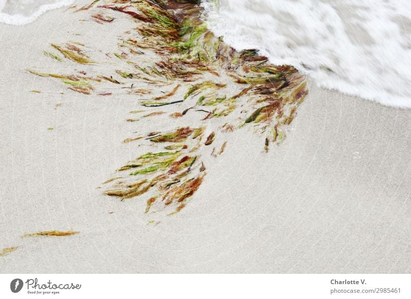 Fließende Bewegungen Natur Urelemente Sand Pflanze Algen Wasserpflanze Küste Strand Ostsee Meer Ornament elegant Flüssigkeit frisch maritim nass weich braun