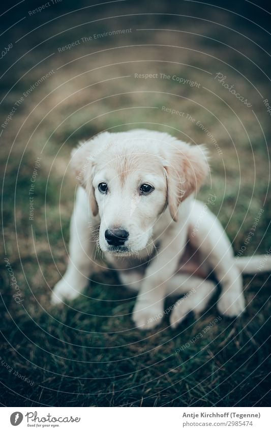 Labrador, Golden Retriver Welpe Hund blond süß niedlich