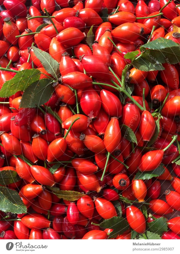 Hagebutte Pflanze Gesundheit Hagebutten rot Marmelade Zentralperspektive Garten Tee Heilpflanzen Farbfoto mehrfarbig