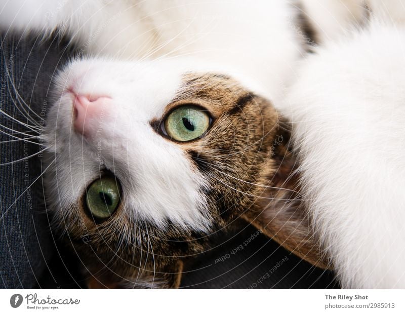 Porträt einer englischen Hauskatze schön Gesicht Garten Natur Tier Pelzmantel Haustier Katze Tierjunges Liebe Blick sitzen niedlich grau Yorkshire reizvoll