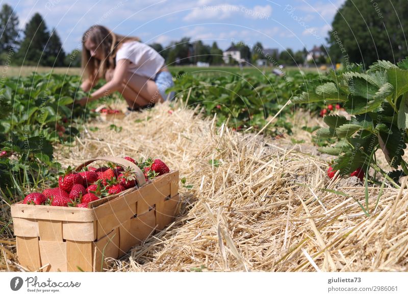 Erdbeerernte | Junge Frau pflückt Erdbeeren auf einem Feld feminin Jugendliche Leben 1 Mensch 13-18 Jahre Himmel Sommer Schönes Wetter Pflanze Nutzpflanze