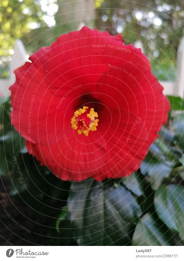 Hibiskus Natur Pflanze Frühling Sommer Blume Blüte Blühend Duft schön rot Farbfoto Außenaufnahme Tag