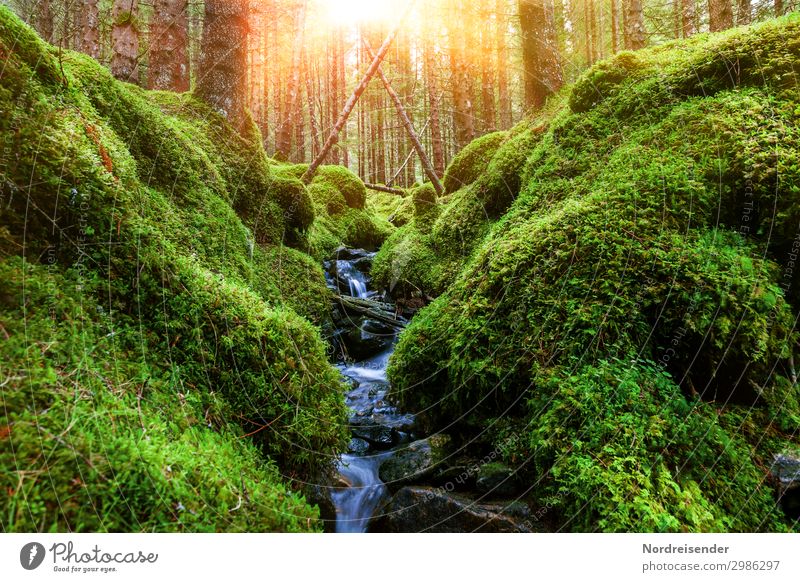 Waldgeflüster Ausflug wandern Natur Landschaft Pflanze Wasser Sonne Schönes Wetter Baum Moos Grünpflanze Wildpflanze Berge u. Gebirge Bach entdecken nass