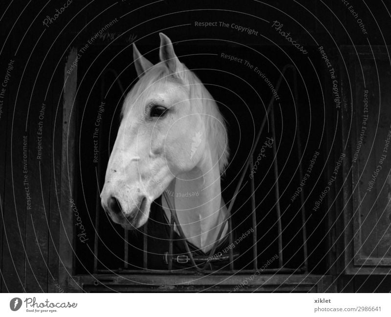 Pferd Reitsport Tier Nutztier 1 Stahl beobachten fangen Ferne schön trist wild schwarz weiß Akzeptanz Sicherheit Tierliebe friedlich Solidarität Vorsicht ruhig