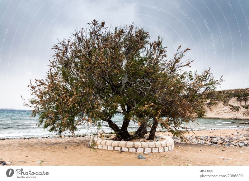 Sturmfrisur Sardinien Strand Pflanze Baum Meer Himmel Gewitterwolken Mittelmeer heiß Küste Ferien & Urlaub & Reisen Natur
