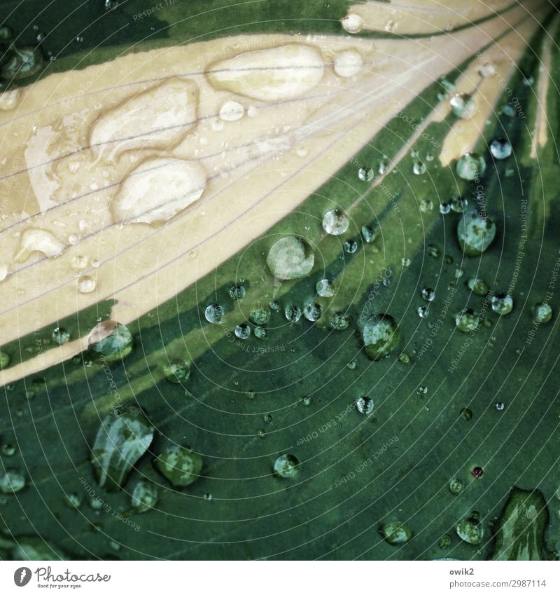 Blatt, benetzt Pflanze Wassertropfen Frühling Regen Topfpflanze exotisch Flüssigkeit nah nass natürlich gelb grün Farbfoto Gedeckte Farben Außenaufnahme