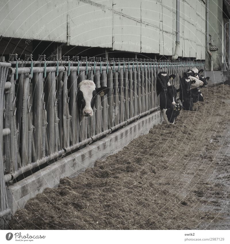 Trophäen Erde Mauer Wand Kuh Rind Rinderhaltung Kuhstall Tiergruppe Barriere Zaun Metall beobachten Fressen Blick Neugier viele Gelassenheit geduldig Leben