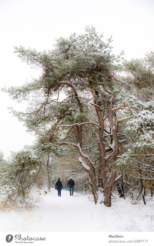 Spaziergänger in einer Winterlandschaft Mensch maskulin feminin Weiblicher Senior Frau Männlicher Senior Mann Paar 2 45-60 Jahre Erwachsene Umwelt Natur