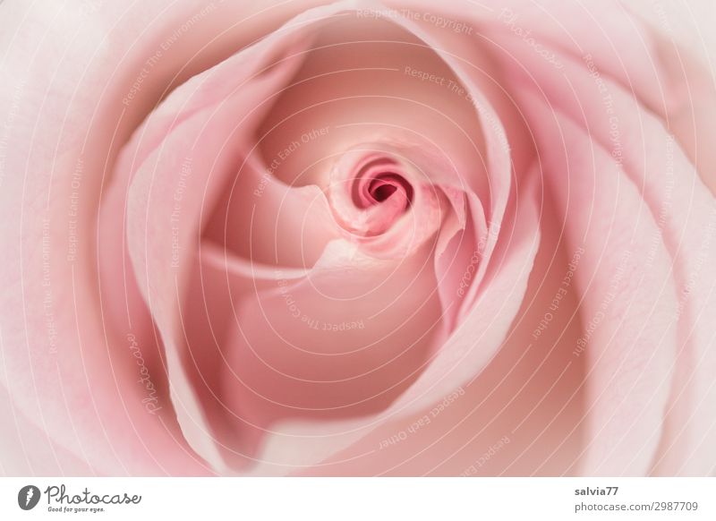 rosa Rose harmonisch Sinnesorgane Valentinstag Muttertag Umwelt Natur Pflanze Sommer Blume Blüte Garten Park ästhetisch Duft schön weich zart Pastellton