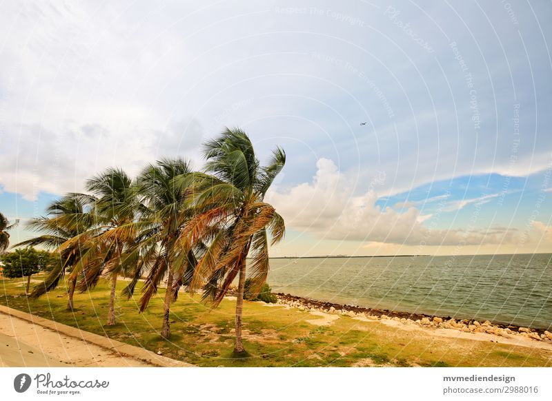 Palmen Umwelt Natur Sand Sonne Stadtrand Stimmung Wind Miami Miami Beach Unwetter Meer Küstenstraße USA Florida Florida Keys Farbfoto