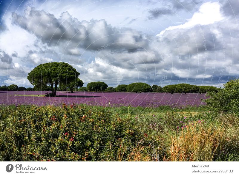Feld mit violetten Blüten im Frühjahr schön Duft Ferien & Urlaub & Reisen Tourismus Sommerurlaub Natur Landschaft Pflanze Himmel Wolken Frühling Blume Gras