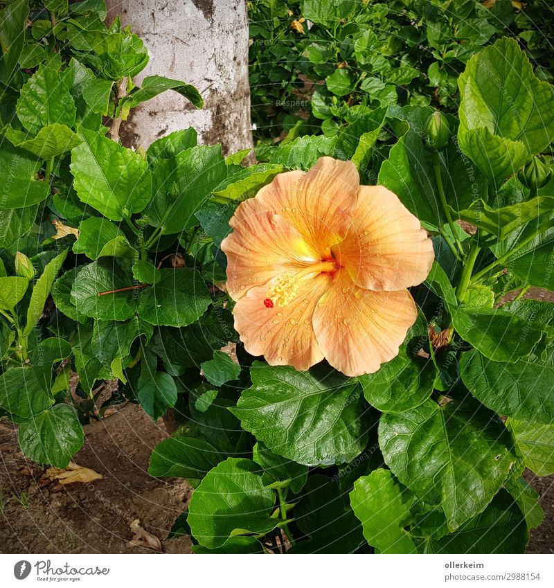Prachtblüte Umwelt Natur Pflanze Sommer Blume exotisch grau grün orange Farbfoto Außenaufnahme Nahaufnahme Menschenleer Tag Licht Schatten Porträt