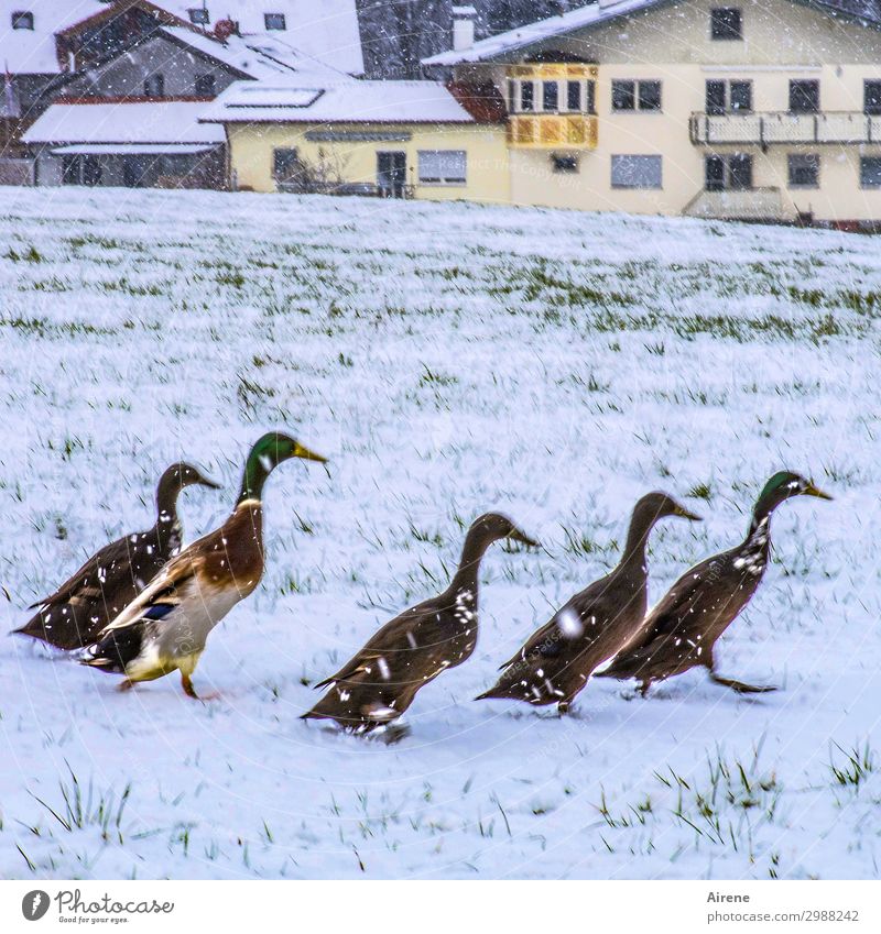 nicht scharf auf Schnee Enten Gänsemarsch Entenfamilie Tiergruppe Winter Schneefall Wiese Feld Dorf Entenvögel rennen Fitness laufen lustig watscheln Laufenten
