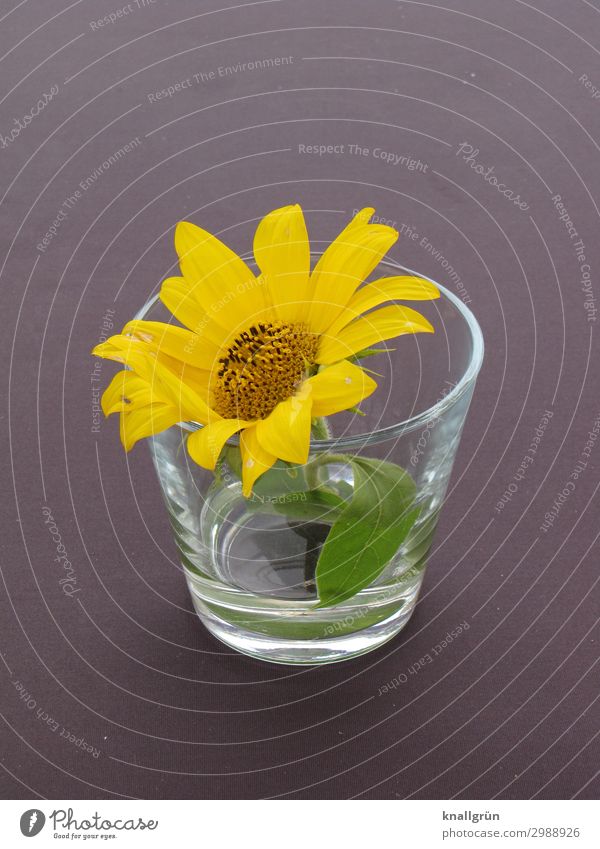 Tischdekoration Pflanze Blume Blüte Wasserglas gelb grau grün Dekoration & Verzierung Design Farbfoto Innenaufnahme Menschenleer Textfreiraum links