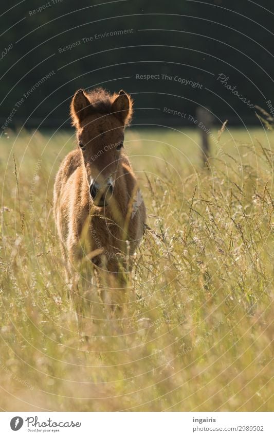Kleines Natur Landschaft Pflanze Tier Sommer Wiese Feld Weide Nutztier Pferd Fohlen Island Ponys 1 beobachten Blick stehen Freundlichkeit schön kuschlig klein