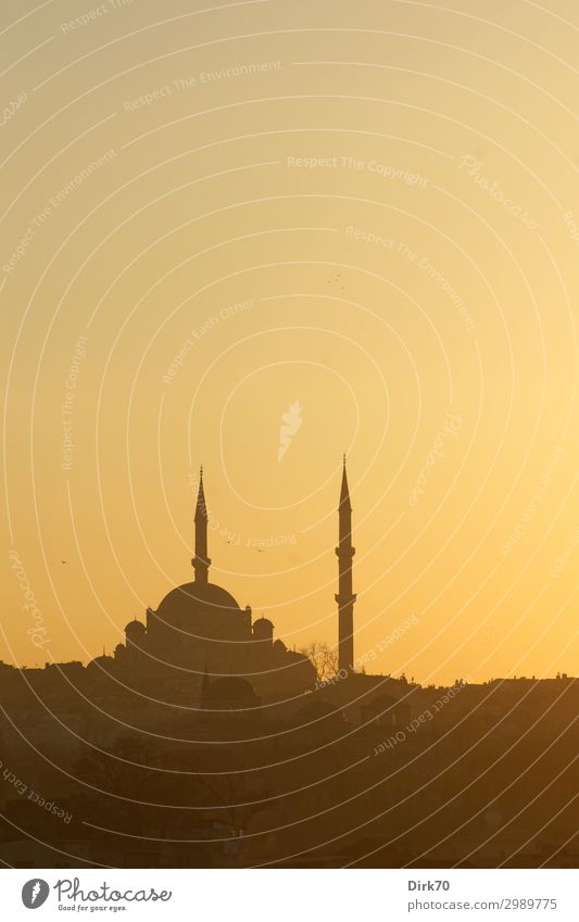 Moschee in Istanbul im Abendlicht Ferien & Urlaub & Reisen Ferne Sightseeing Städtereise Wolkenloser Himmel Frühling Schönes Wetter Stadt Stadtzentrum Skyline