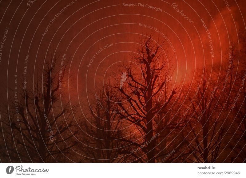 Surreal und | nebulös Winter Landschaft Feuer Himmel Nebel Baum Wald Rauch leuchten rot Einsamkeit Angst Zukunftsangst gefährlich Surrealismus kahl Ast