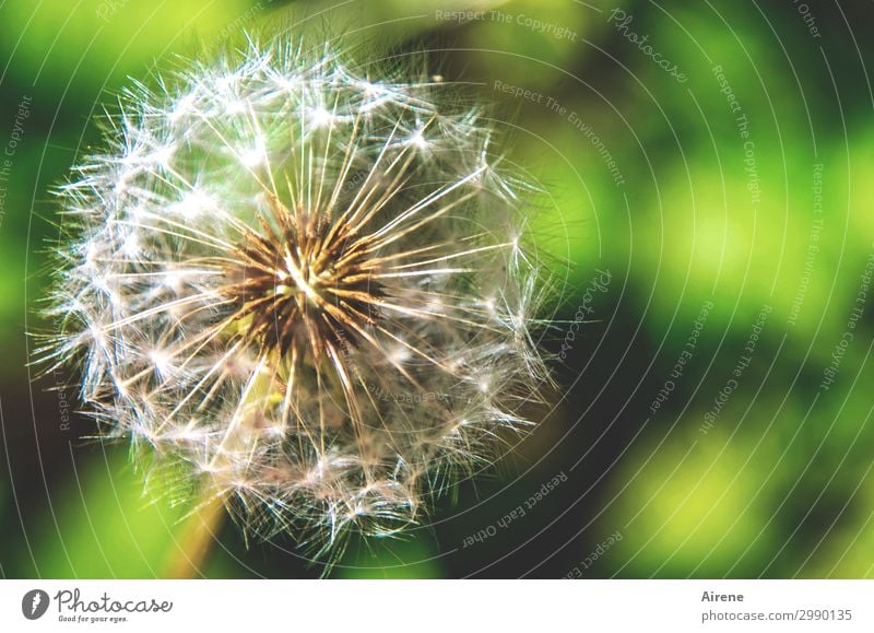 startklar Sommer Schönes Wetter Blume Löwenzahn Samen Kugel Fluggerät festhalten warten rund grün weiß Natur leicht zart viele DNA verbreiten Fortpflanzung