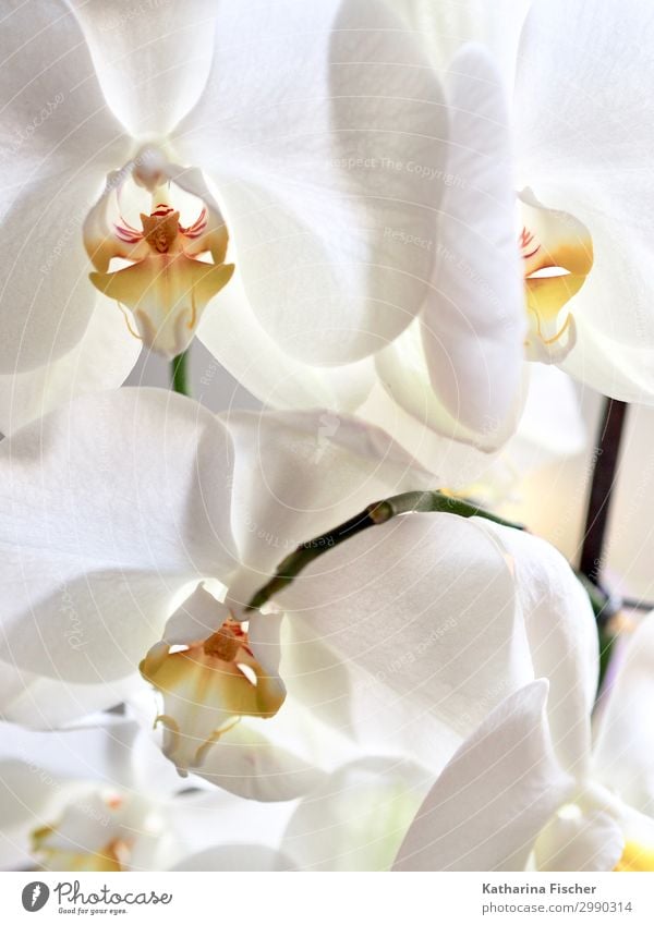 weiße Orchideenblüten Natur Pflanze Frühling Sommer Herbst Winter Blumenstrauß gelb orange Farbfoto Innenaufnahme Nahaufnahme Menschenleer Morgen Tag