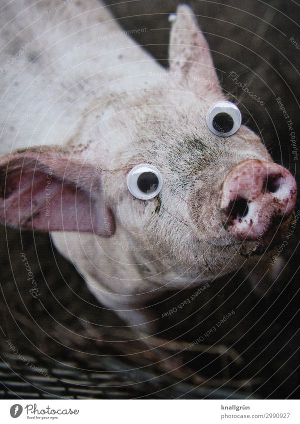 Schweinerei! Tier Nutztier Tiergesicht 1 Kinderaugen beobachten Kommunizieren Blick dreckig Neugier rosa schwarz Gefühle Mitgefühl Appetit & Hunger Sau