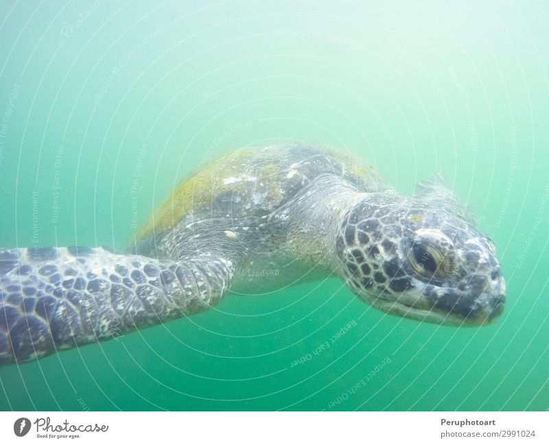 Grüne Schildkröte, die zu dir unter Wasser kommt. schön Leben Meer Insel Umwelt Natur Tier natürlich niedlich wild blau grün Farbe marin aquatisch Korallen