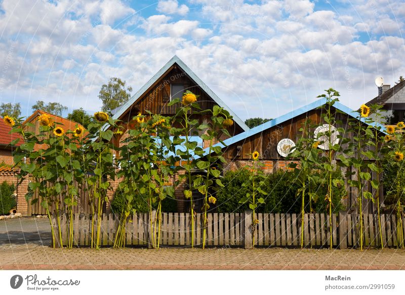 Sonnenblumen vor einem Haus Sommer Garten Umwelt Natur Pflanze Wolken Schönes Wetter Wärme Nutzpflanze Dorf Stadtrand Einfamilienhaus blau gelb weiß