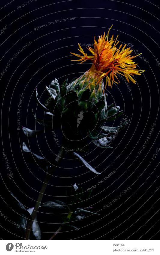 Färberdistel vor schwarzem Hintergrund Distel Blume Blüte Korbblütengewächs Gesundheit orange Korbblütler stachelig Studioaufnahme Nahaufnahme Detailaufnahme