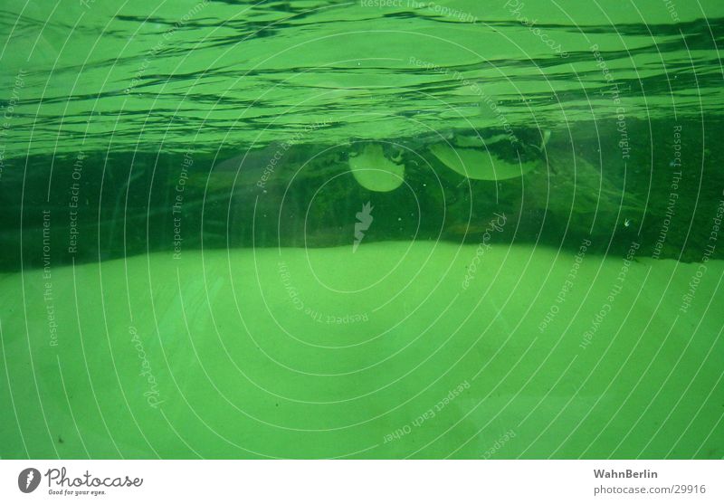 Pinguinbecken II Unterwasseraufnahme Aquarium Wellen tauchen Luftblase grün Zoobesuch Schwimmen & Baden