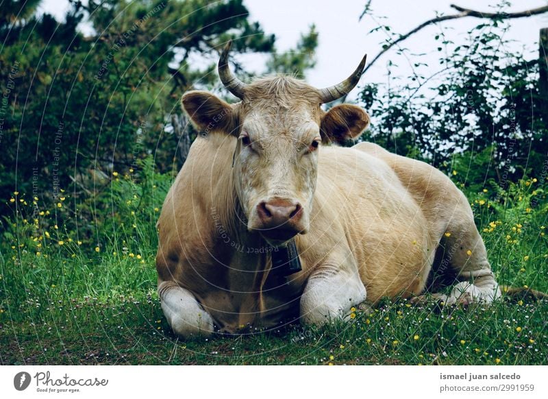 braunes Kuhporträt auf dem Bauernhof in der Natur Hörner Porträt Tier wild Kopf Auge Ohr Behaarung niedlich Beautyfotografie elegant ländlich Wiese