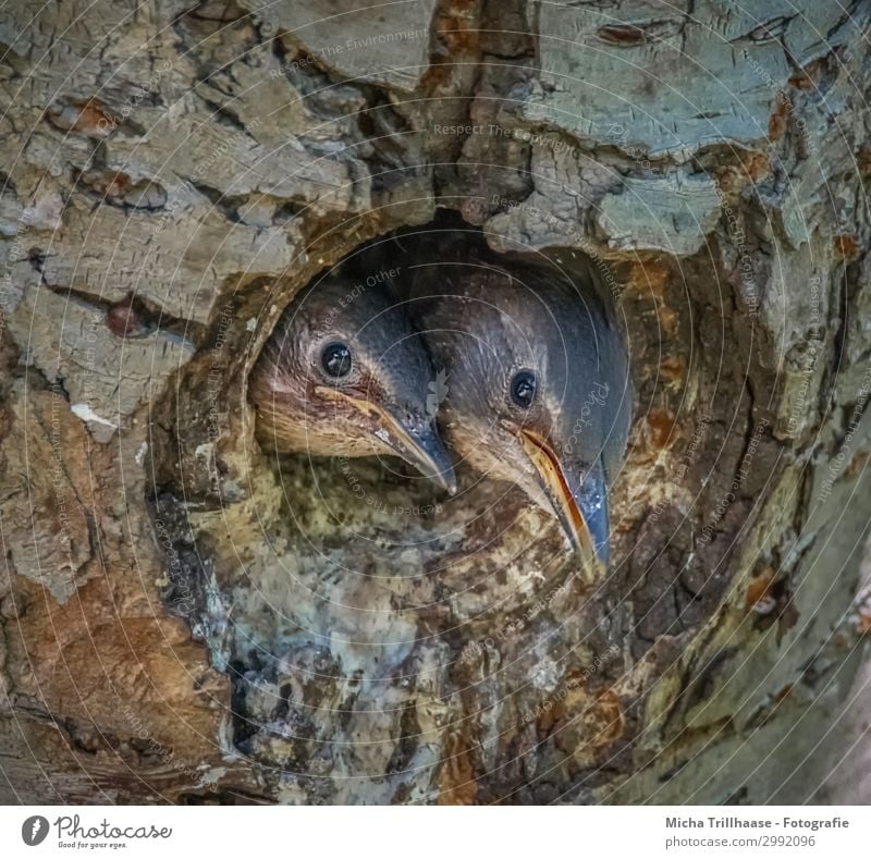 Junge Stare schauen aus der Höhle Natur Tier Sonnenlicht Schönes Wetter Baum Baumstamm Wildtier Vogel Tiergesicht Kopf Schnabel Auge Feder gefiedert Küken