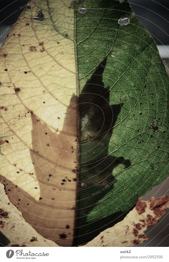 Herbstlaub Umwelt Natur Pflanze Blatt Wald nah Blattadern Farbfoto Gedeckte Farben Außenaufnahme Detailaufnahme abstrakt Muster Strukturen & Formen Menschenleer