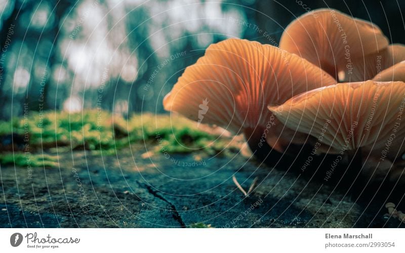 Kleine Schönheiten der Natur Pflanze Sonne Herbst Klima Wetter Moos Pilz Wald Abenteuer Inspiration Kontrast Farbfoto Außenaufnahme Nahaufnahme Tag