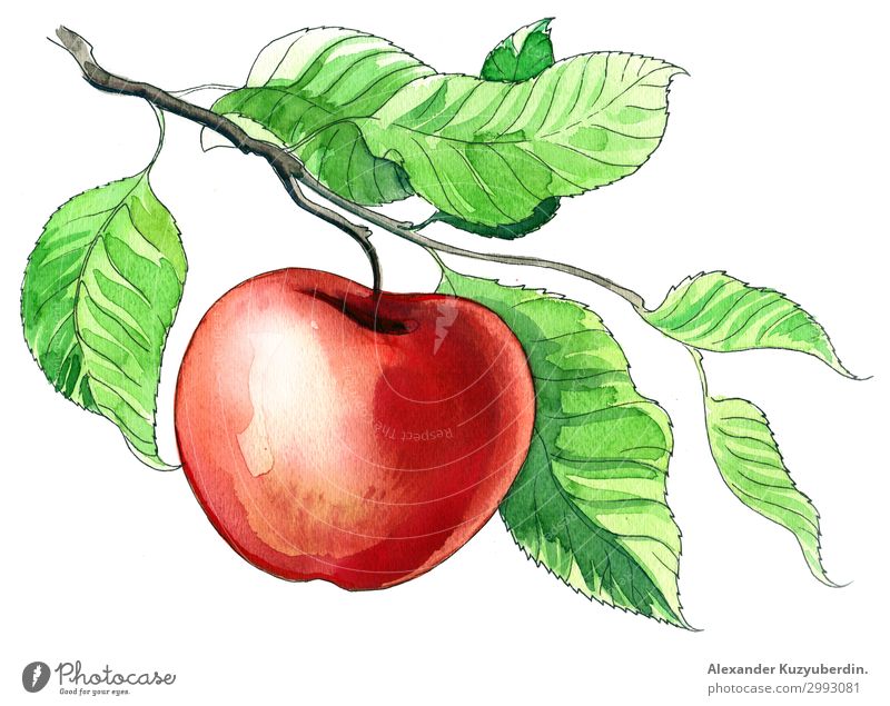 Roter Apfel Lebensmittel Frucht Ernährung Essen Frühstück Mittagessen Saft Diät Baum Ast Feldfrüchte Landwirtschaft Kunst Bild Grafik u. Illustration Zeichnung