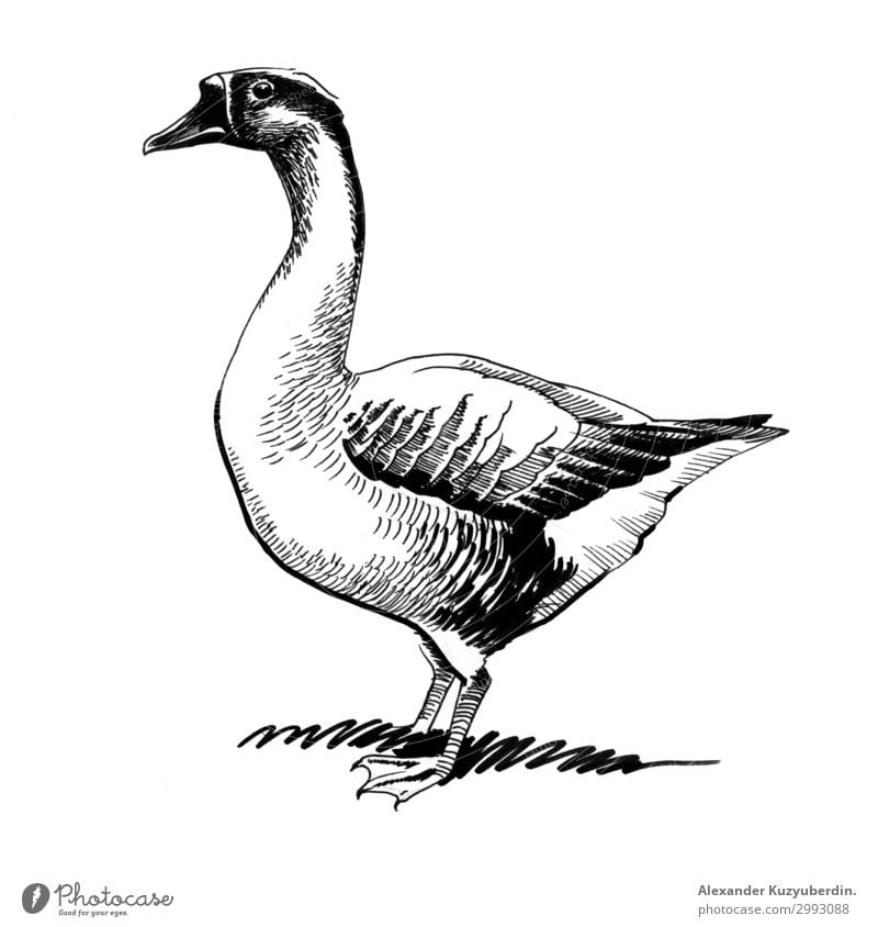 Stehender Gänsevogel Hausgans Vogel Tier Kunst Kunstwerk Hintergrund Zeichnung Grafik u. Illustration Skizze Tusche schwarz weiß