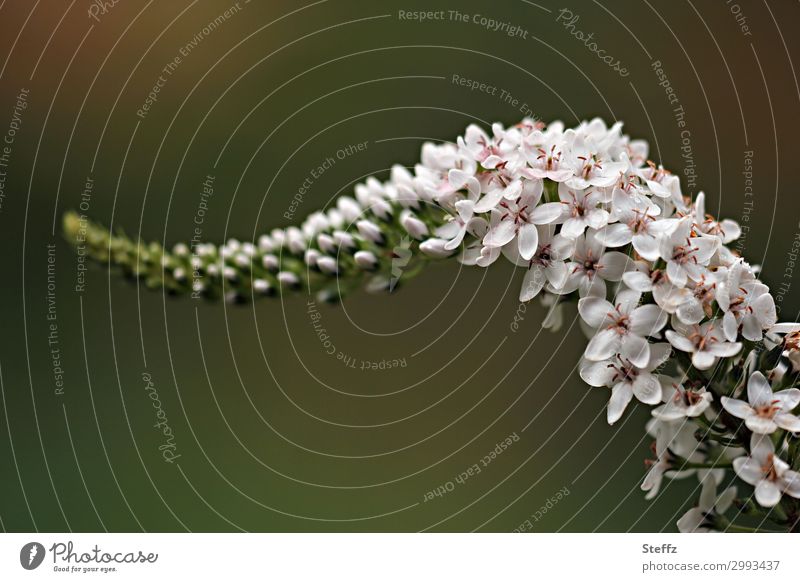 Entenschnabel-Felberich Lysimachia clethroides Schnee-Felberich Blume Blüte Stauden Traubenblüte Sommerblüher Gartenpflanzen exotisch Blütenstauden blühen