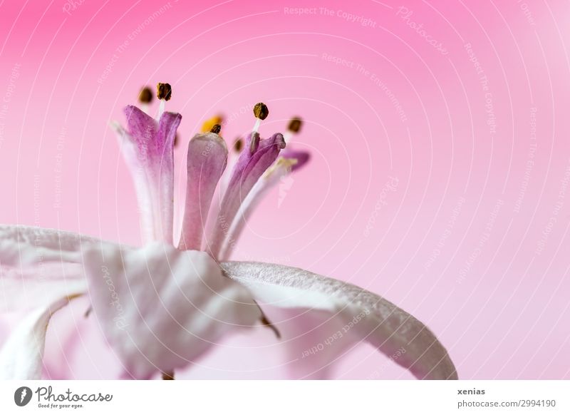rosa Krönchen Natur Frühling Blume Blüte Linnaea amabilis Heckenpflanze weich weiß Krone Farbfoto Studioaufnahme Nahaufnahme Detailaufnahme Makroaufnahme