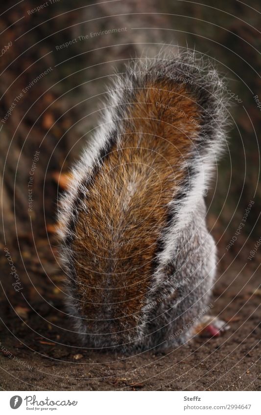 bedeckt halten Eichhörnchen graues Eichhörnchen niedlich frech trotzig unbeteilig demotiviert zurückhaltend abgeschirmt schüchtern zum Trotz stur unbeteiligt