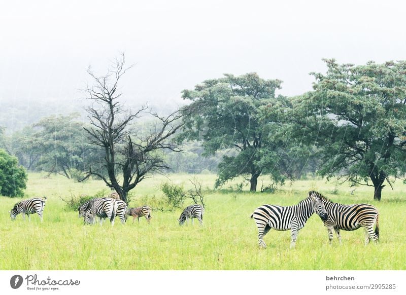 kuscheltag Tierporträt Licht Tag Menschenleer Außenaufnahme Farbfoto Tierliebe Südafrika wild Wildnis Fernweh Tierschutz ruhig Geborgenheit Zebra Fell Schutz