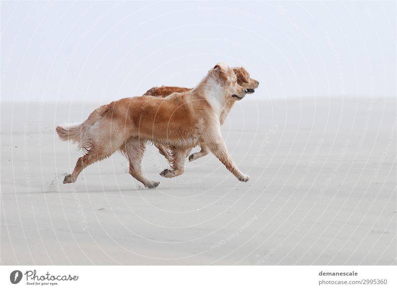 Strandläufer Tier Haustier Hund Fell Fährte 2 Tierpaar Sand laufen authentisch elegant Freundlichkeit Fröhlichkeit Glück Unendlichkeit muskulös natürlich