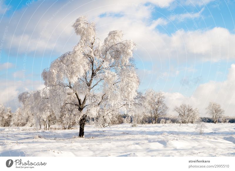 Wintersonne wandern Schnee Umwelt Natur Landschaft Pflanze Urelemente Wasser Himmel Wolken Schönes Wetter Eis Frost Baum Moor Sumpf Hochmoor Hohes Venn Erholung