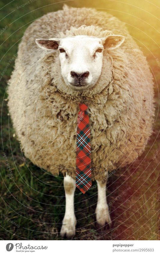 schickes Schaf elegant Stil Freude Mode Krawatte Haare & Frisuren weißhaarig Behaarung Tier Tiergesicht 1 Streifen lustig trashig Farbfoto Außenaufnahme