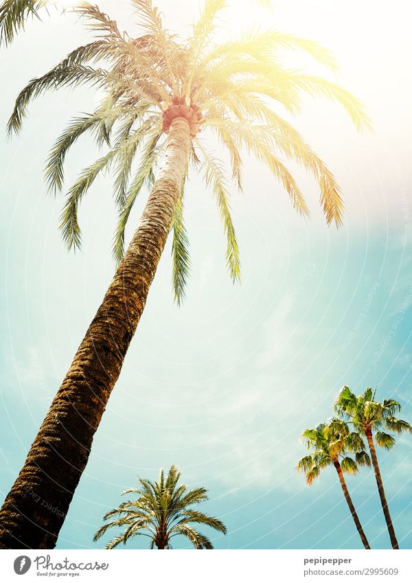 palmen Ferien & Urlaub & Reisen Tourismus Sommerurlaub Sonne Himmel Sonnenlicht Schönes Wetter Baum Grünpflanze Wildpflanze exotisch Palme Holz blau gelb grün