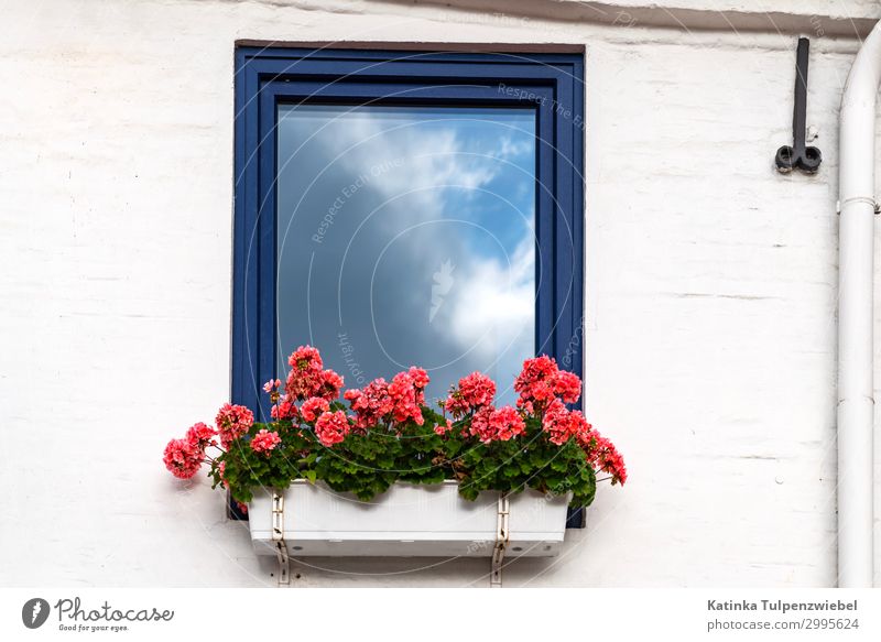 Sonne und Wolken, Fenster, Reflektion und Geranien = Sommer Haus Traumhaus Mauer Wand blau mehrfarbig grau grün rot weiß Reflexion & Spiegelung Wolkenhimmel