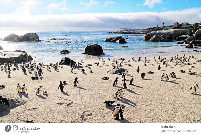 geräusch | pinguingeschnatter besonders genießen Natur Wasser Sehnsucht Felsen träumen Sonnenlicht Menschenleer Morgendämmerung Sonnenaufgang Wolken
