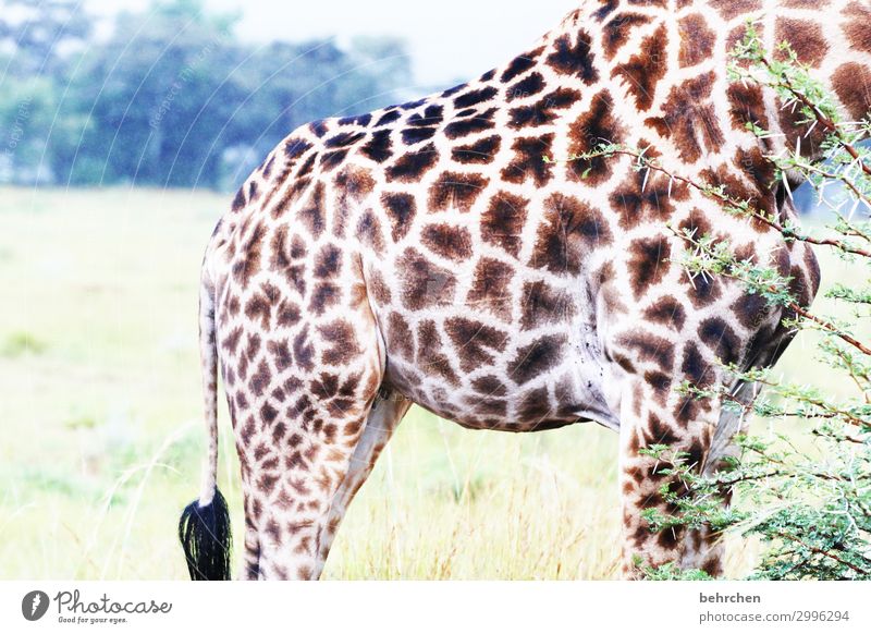 kopflos Ferien & Urlaub & Reisen Tourismus Ausflug Abenteuer Ferne Freiheit Safari Natur Sträucher Wildtier Fell Giraffe 1 Tier außergewöhnlich exotisch