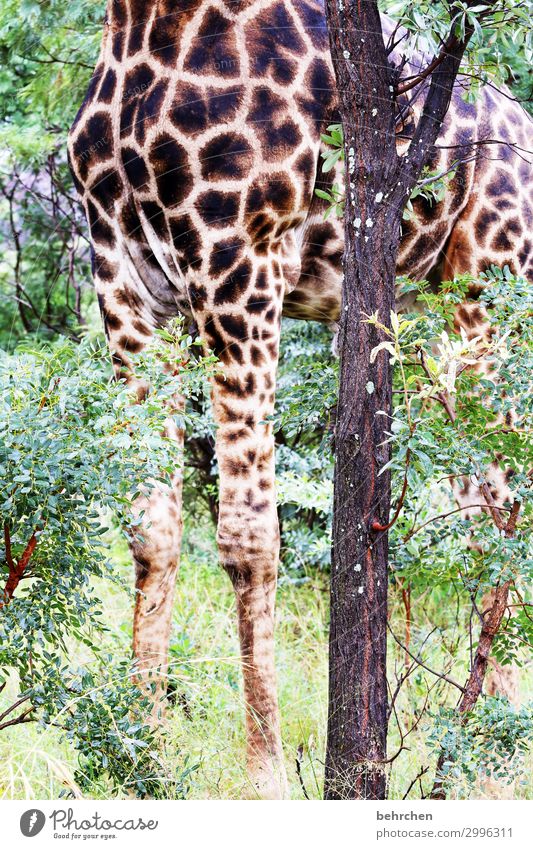 modelbeine Ferien & Urlaub & Reisen Tourismus Ausflug Abenteuer Ferne Freiheit Safari Natur Landschaft Pflanze Baum Blatt Wildtier Fell Giraffe außergewöhnlich