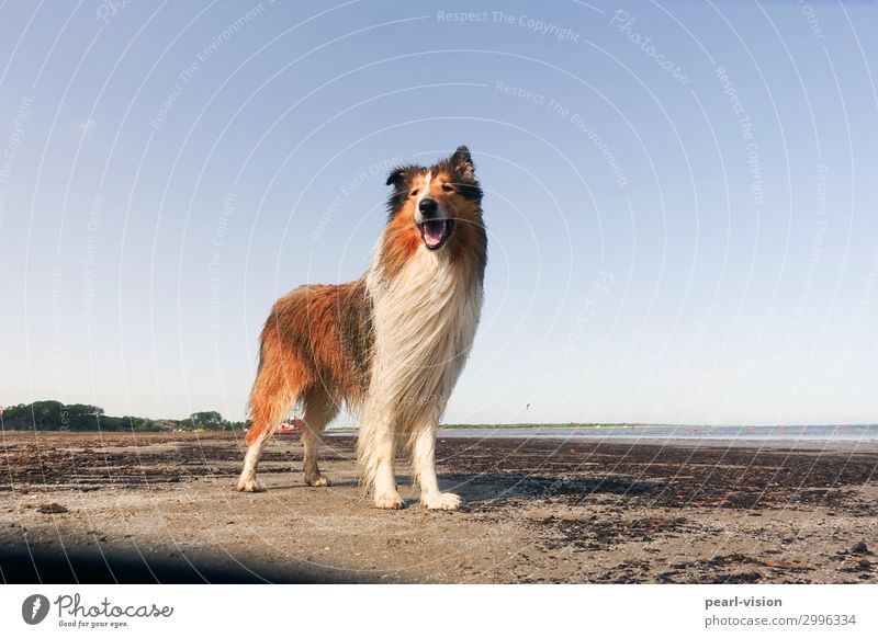 Merlin Hund 1 Tier stehen Glück schön Freude Collie Farbfoto Außenaufnahme Tierporträt