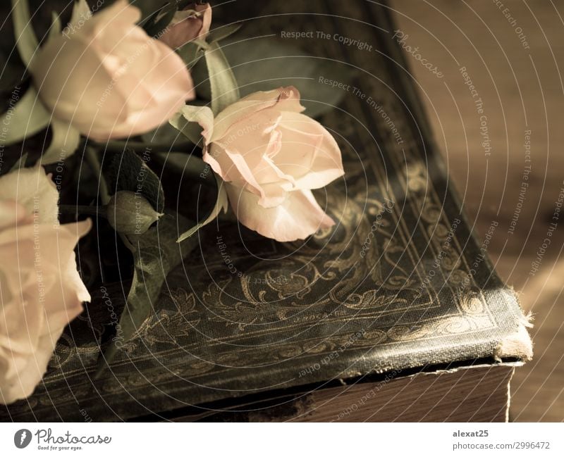Altes Buch und Rosen schön Blume Blüte Papier alt Liebe retro rosa Romantik Antiquität Hintergrund schick schließen Entwurf romantisch Roséwein schäbig