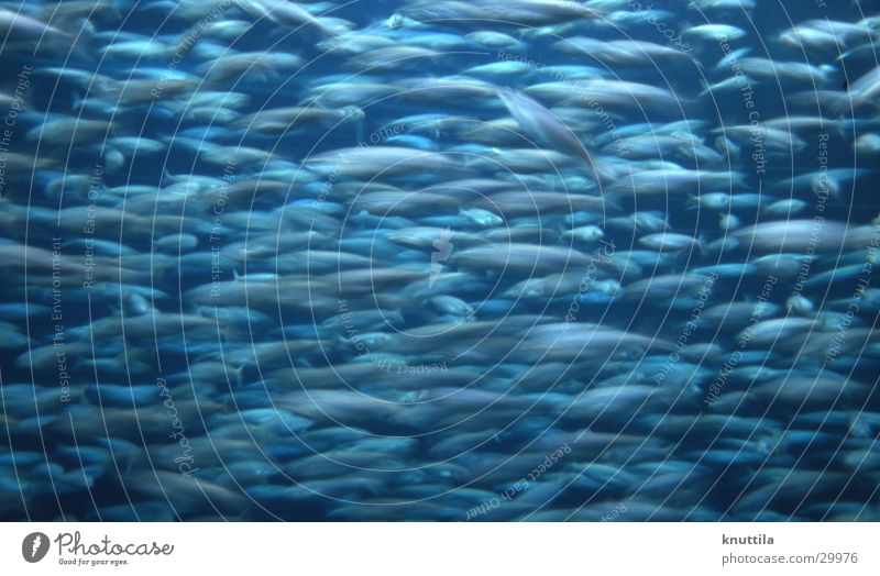 Fischsuppe Suppe Aquarium chaotisch Findet Nemo Langzeitbelichtung Teneriffa blau Loro Parque